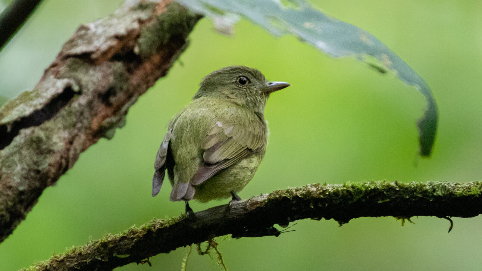 Dwarf Tyrant-Manakin