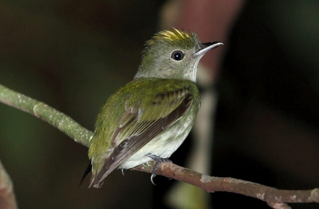 Tiny Tyrant-Manakin