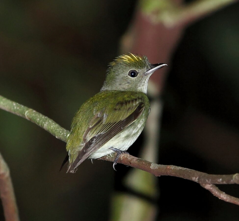 Tiny Tyrant-Manakin