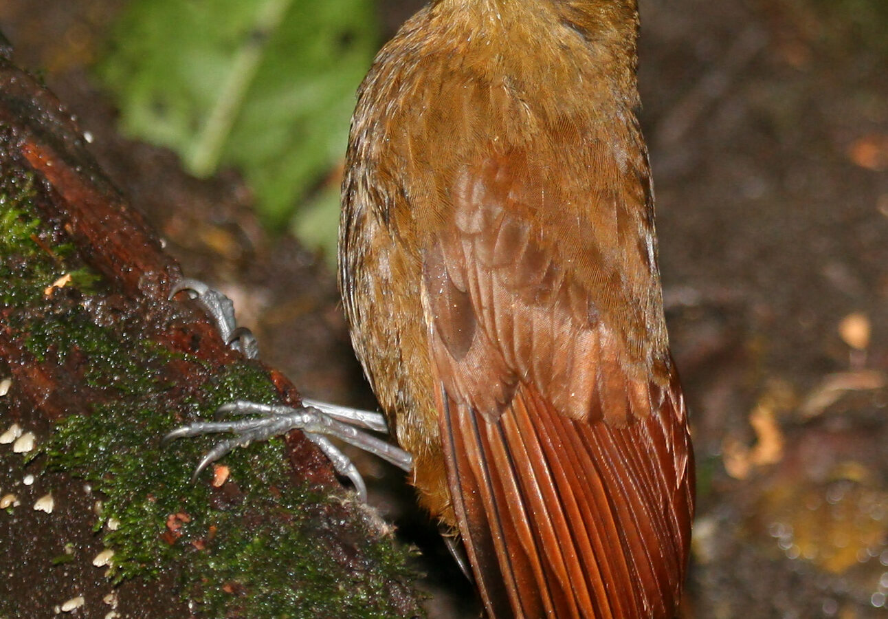 Tyrannine Woodcreeper