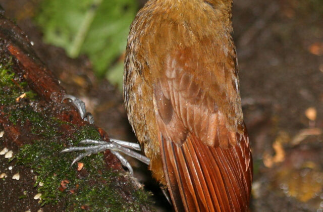 Tyrannine Woodcreeper