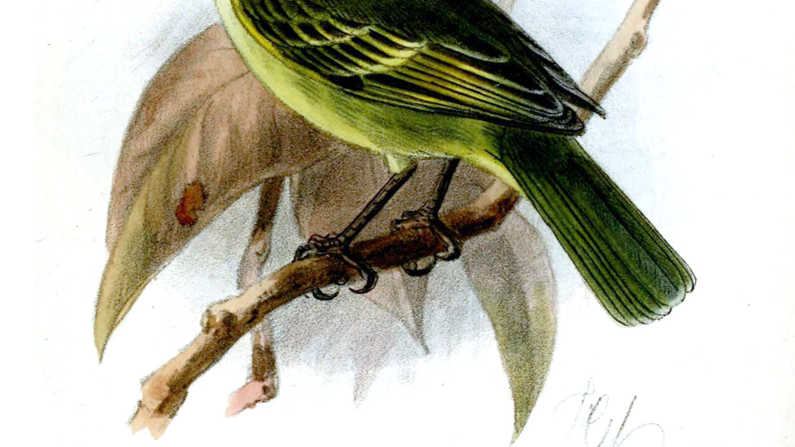 Peruvian Tyrannulet