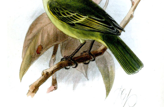 Peruvian Tyrannulet