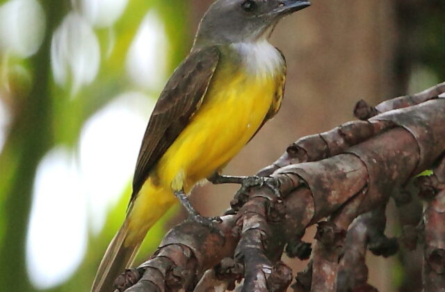 Sulphury Flycatcher