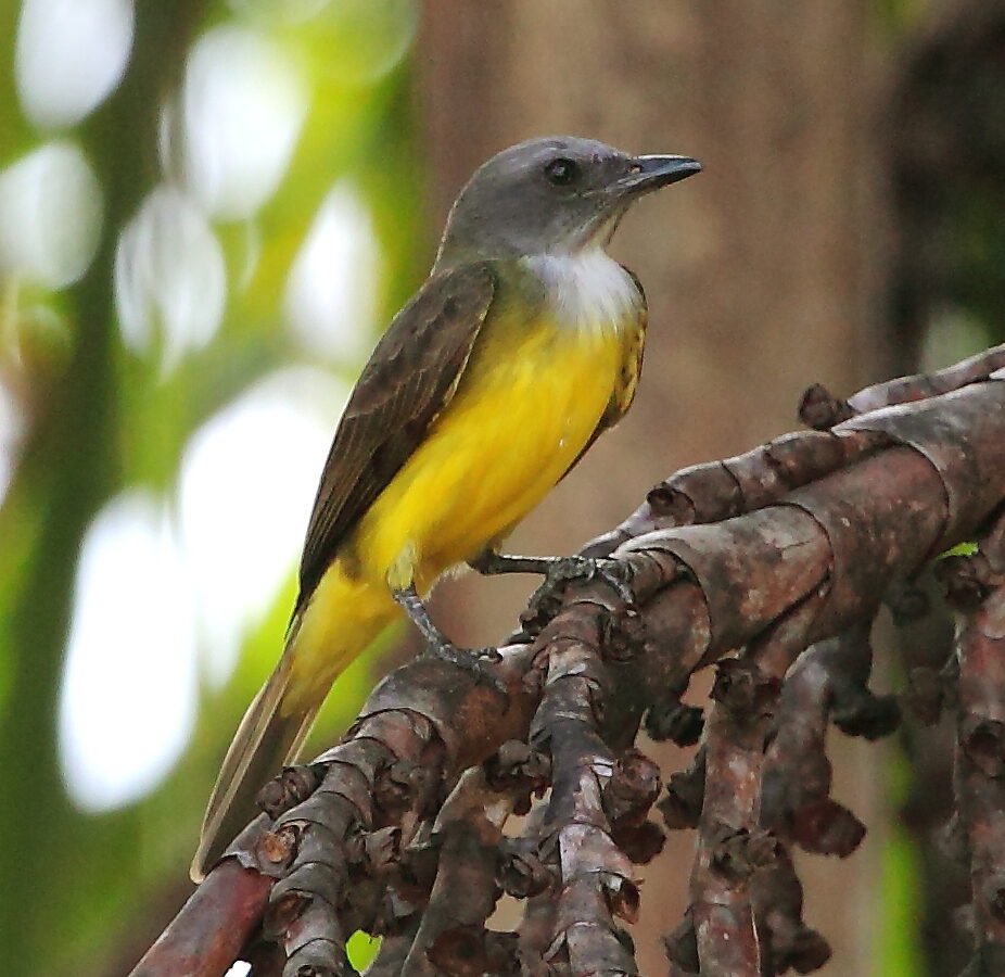 Sulphury Flycatcher