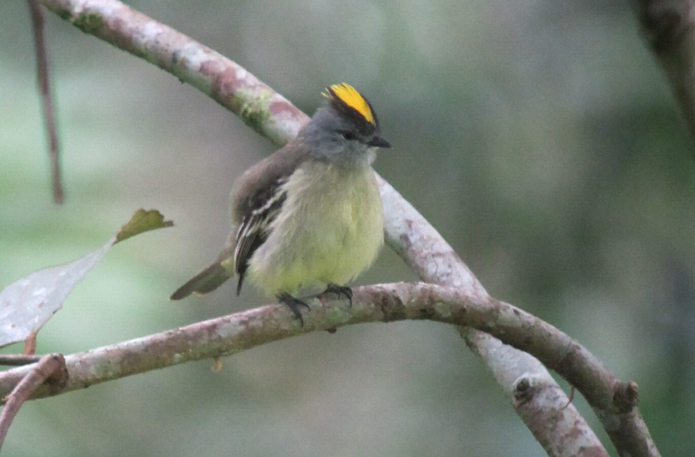 Yellow-crowned Tyrannulet