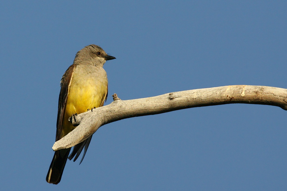 Cassin’s Kingbird