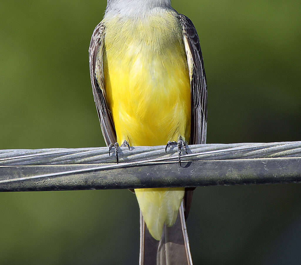 Tropical Kingbird