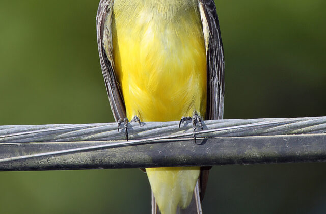 Tropical Kingbird