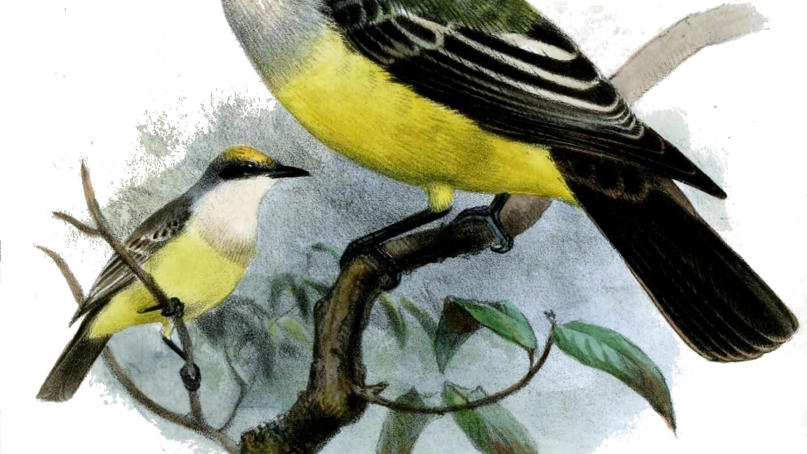 Snowy-throated Kingbird