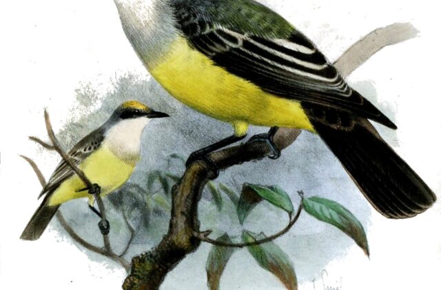 Snowy-throated Kingbird