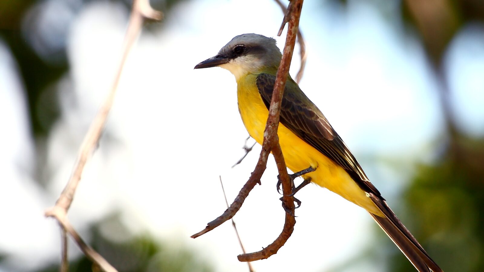 White-throated Kingbird