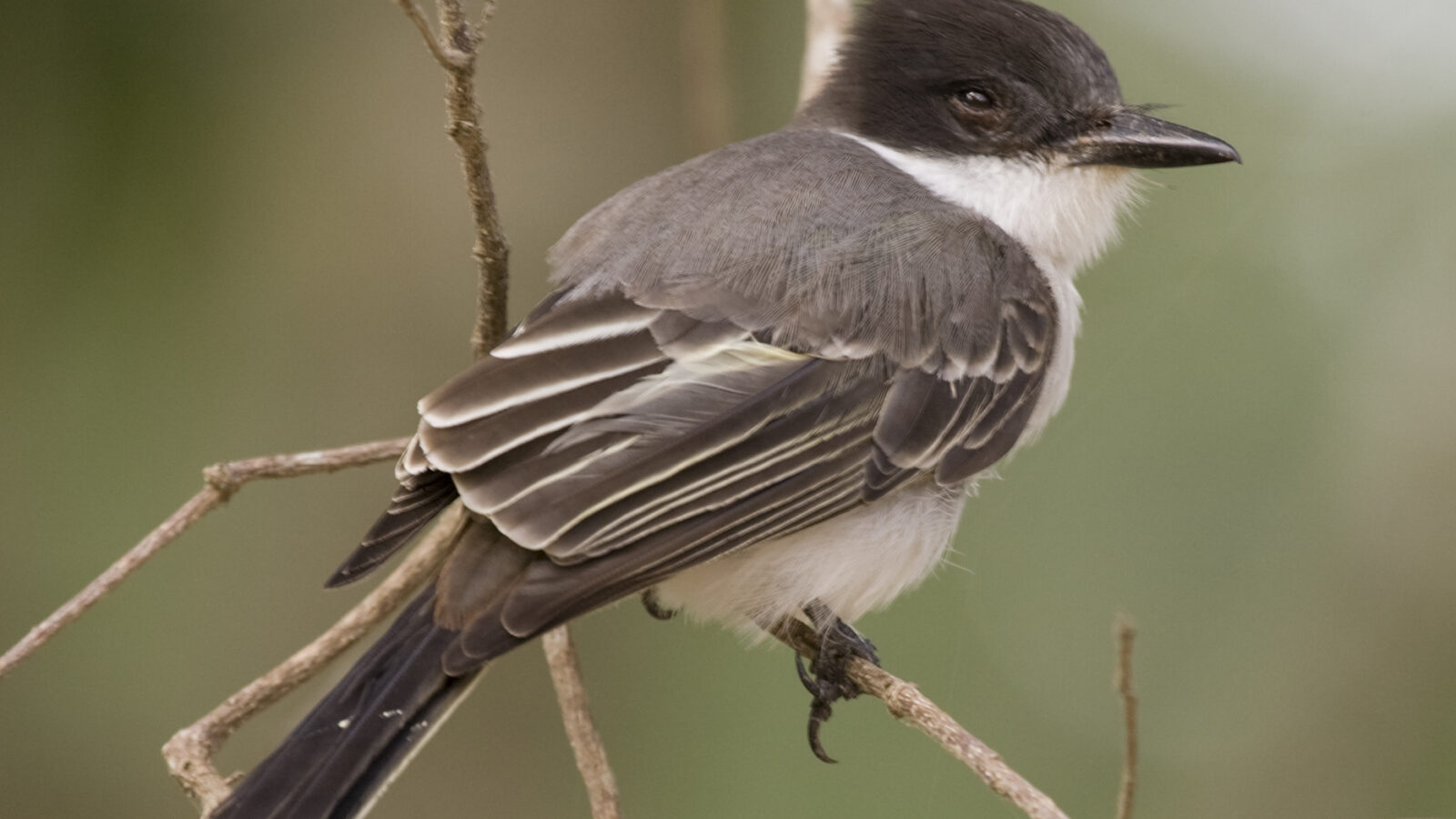 Loggerhead Kingbird