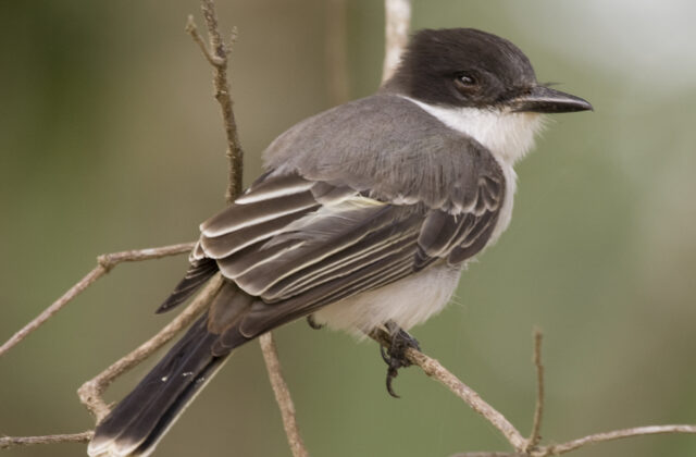 Loggerhead Kingbird