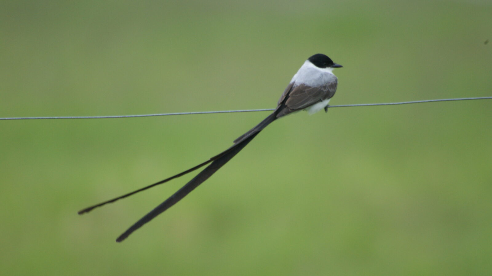 Fork-tailed Flycatcher