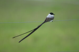 Fork-tailed Flycatcher
