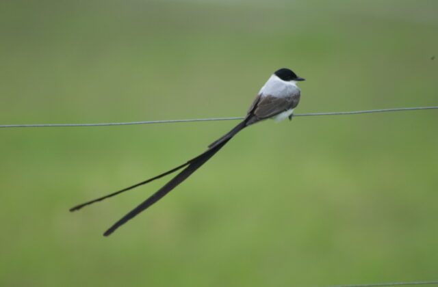 Fork-tailed Flycatcher