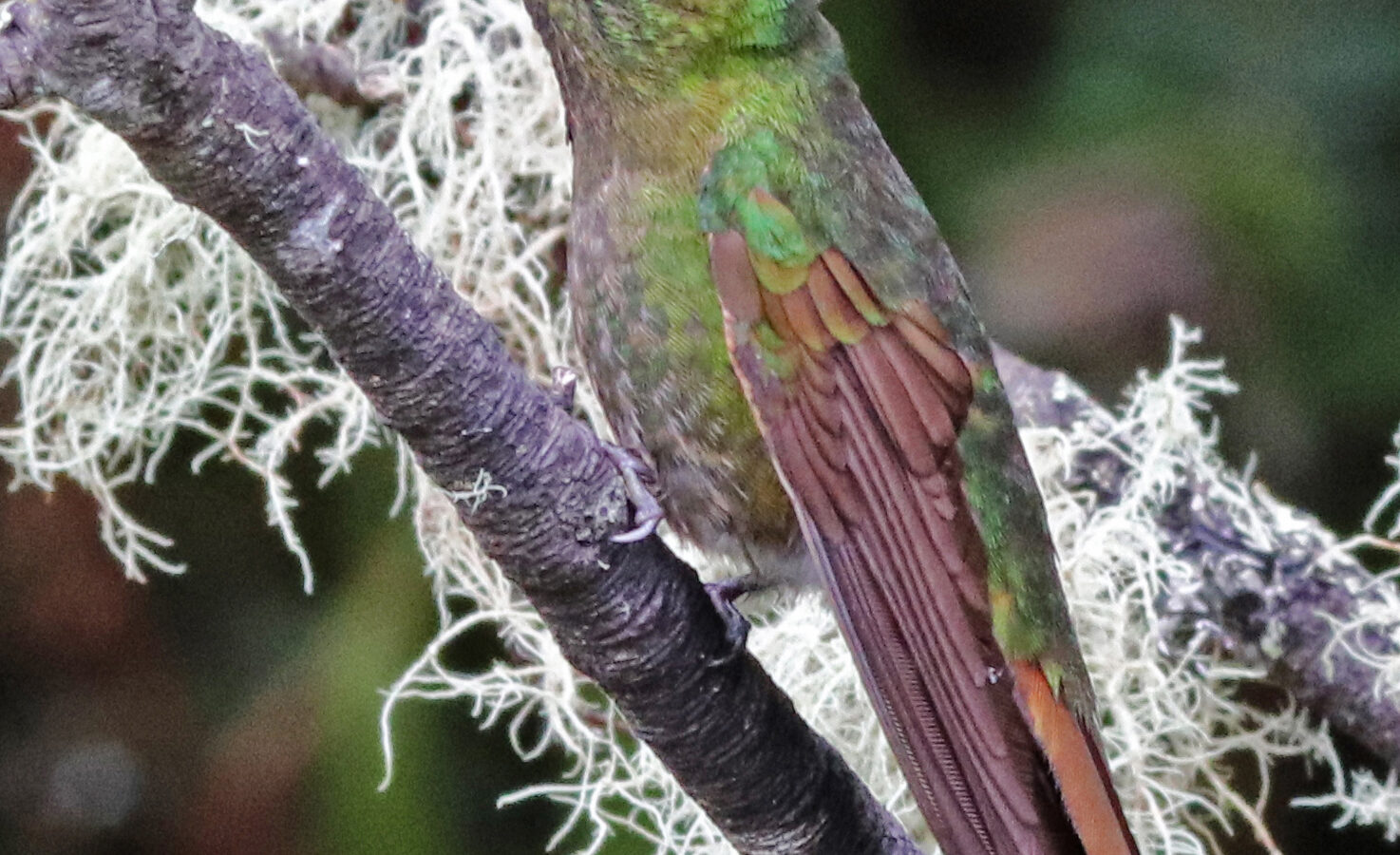 Tyrian Metaltail