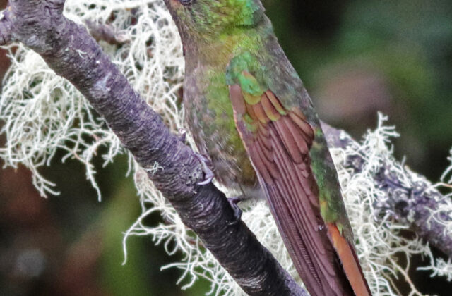 Tyrian Metaltail