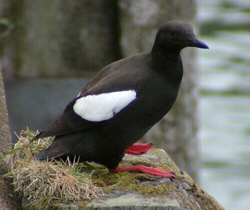 Black Guillemot