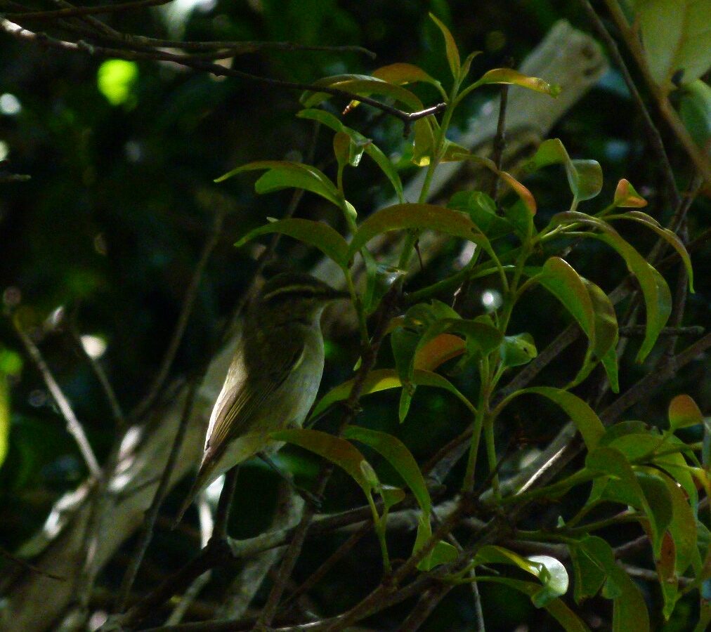 Tytler’s Leaf Warbler
