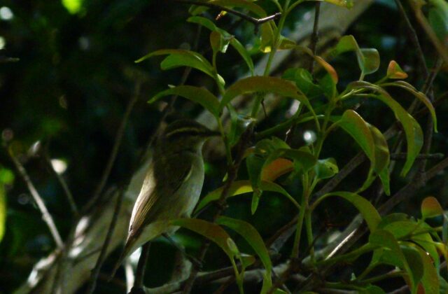 Tytler’s Leaf Warbler