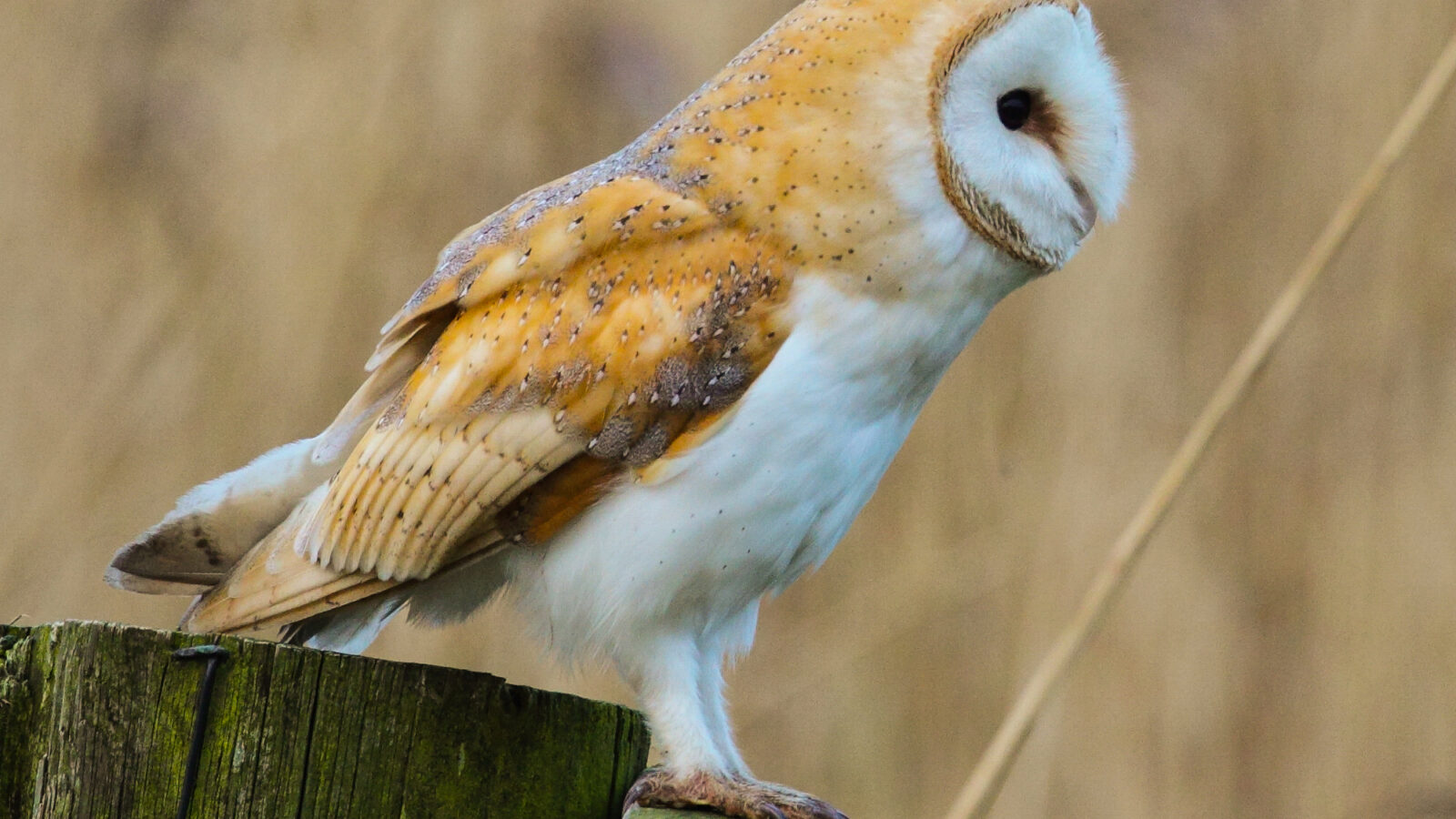 Barn Owl