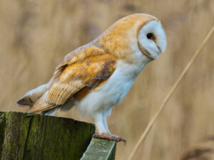 Barn Owl