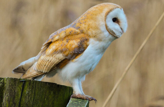 Barn Owl