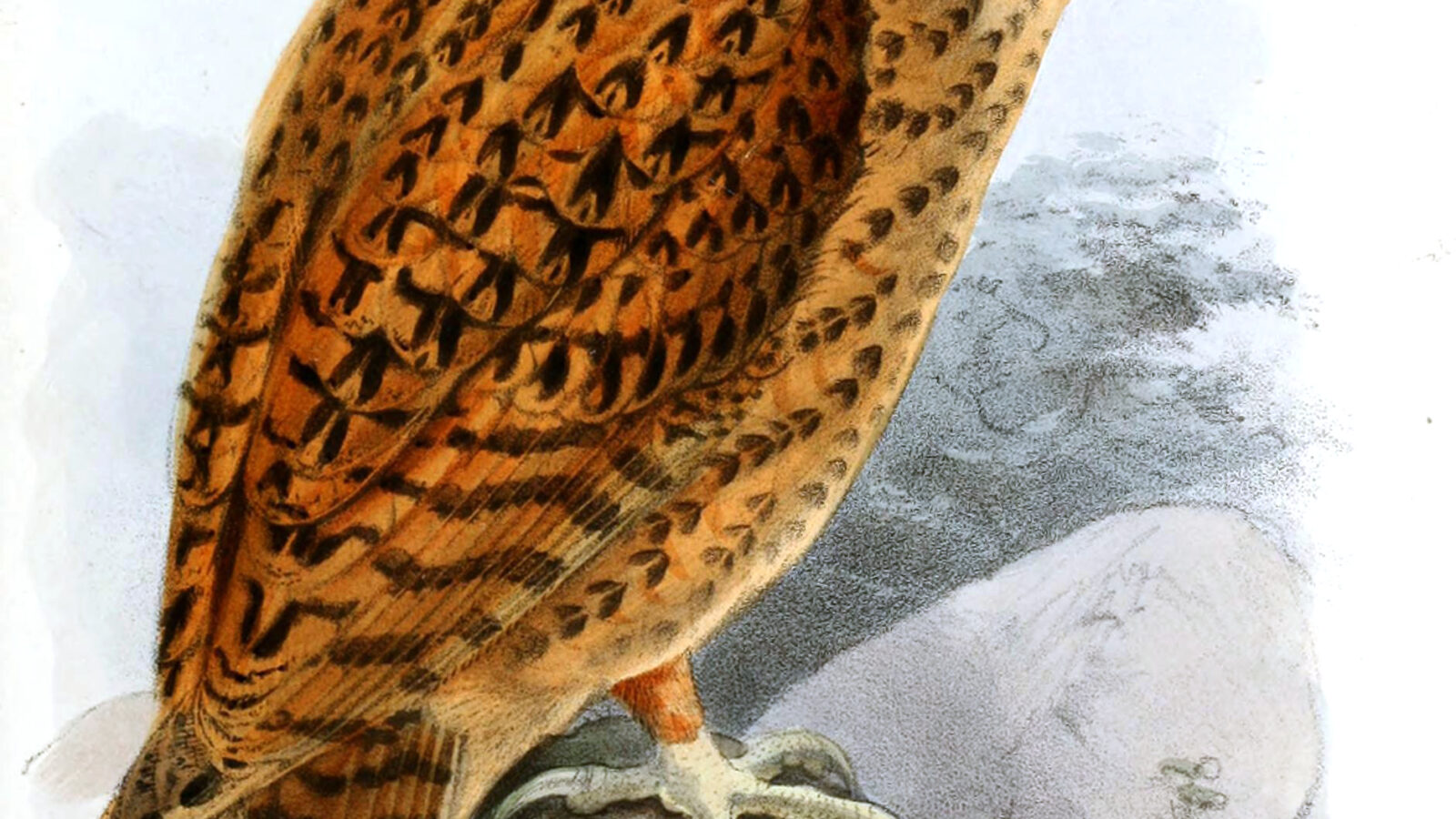 Golden Masked Owl