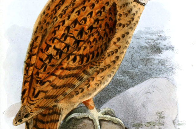 Golden Masked Owl