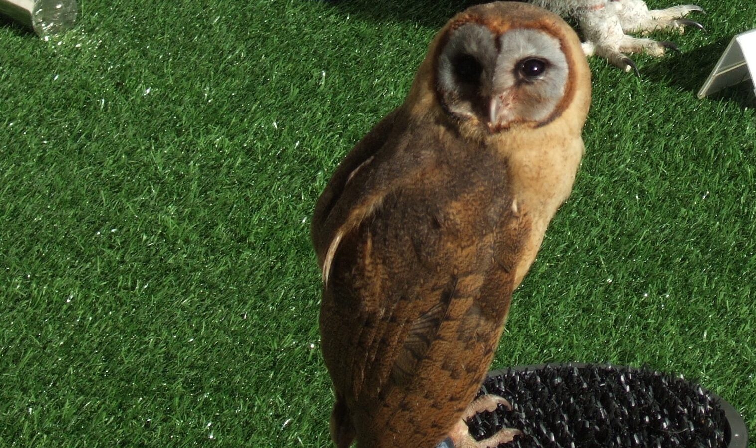 Ashy-faced Owl