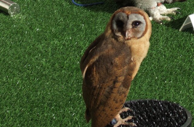 Ashy-faced Owl
