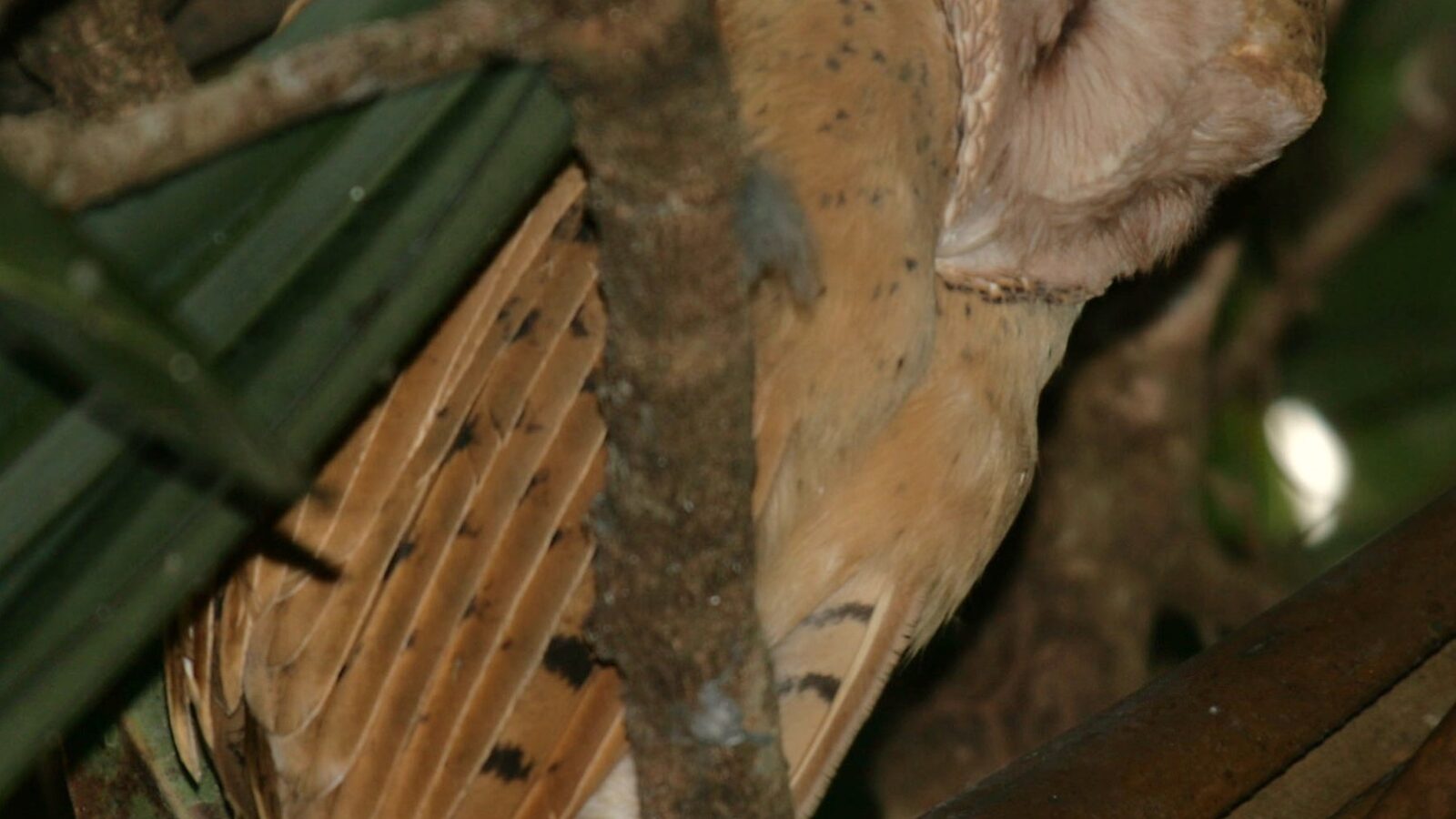 Red Owl