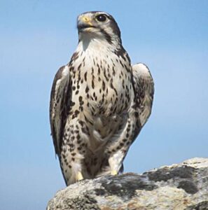 Prairie Falcon