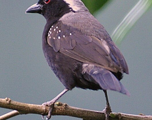 Grey-headed Nigrita