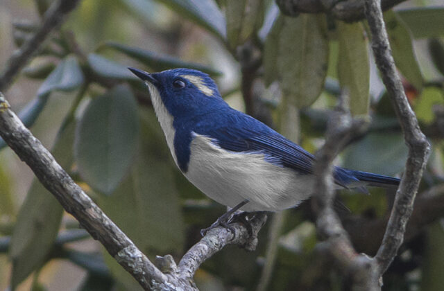 Ultramarine Flycatcher