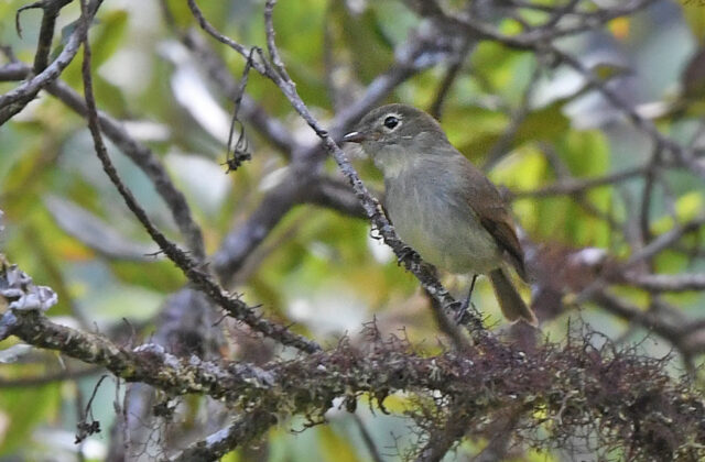 Unadorned Flycatcher