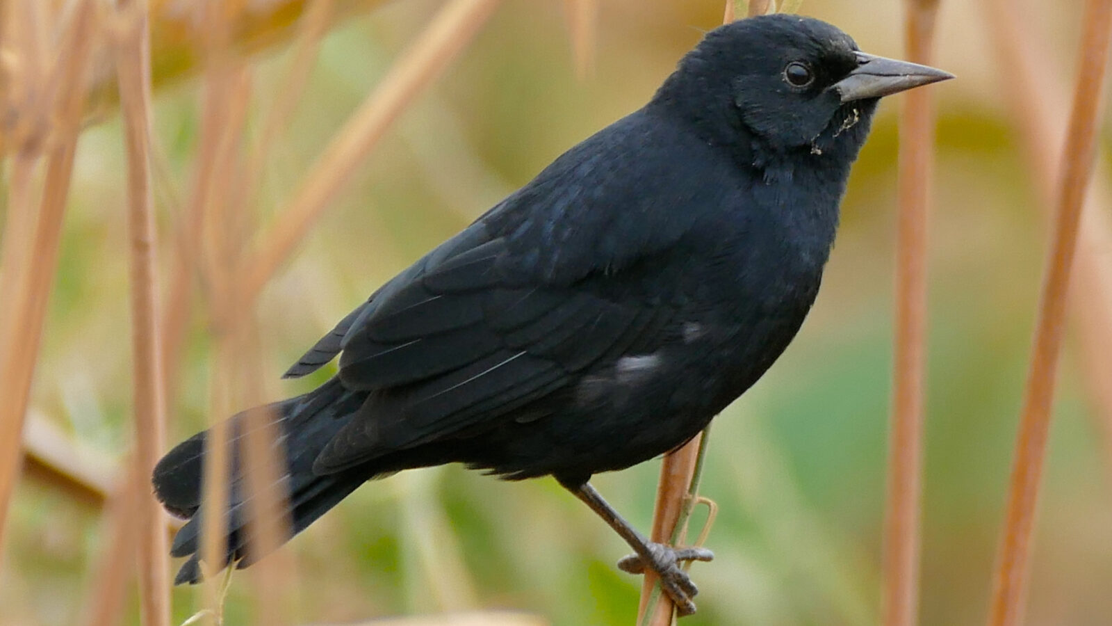 Unicolored Blackbird