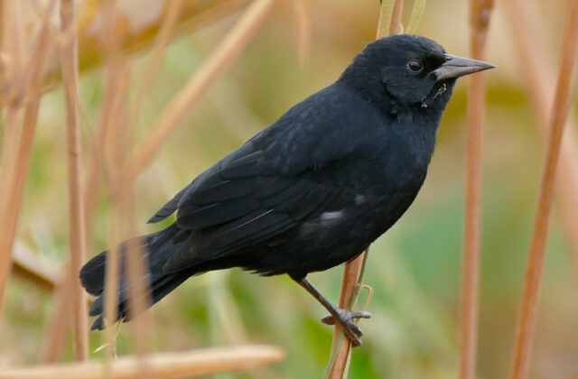 Unicolored Blackbird