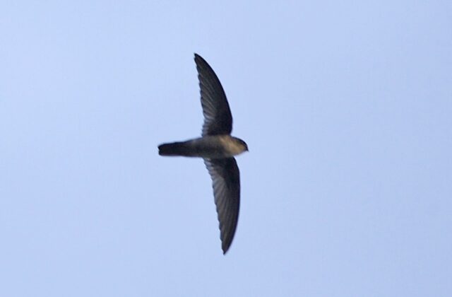 Uniform Swiftlet
