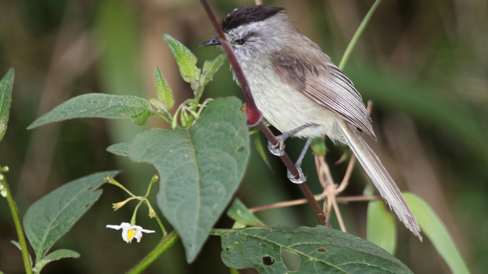 Unstreaked Tit-Tyrant