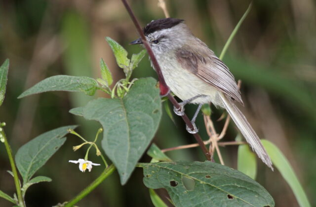 Unstreaked Tit-Tyrant