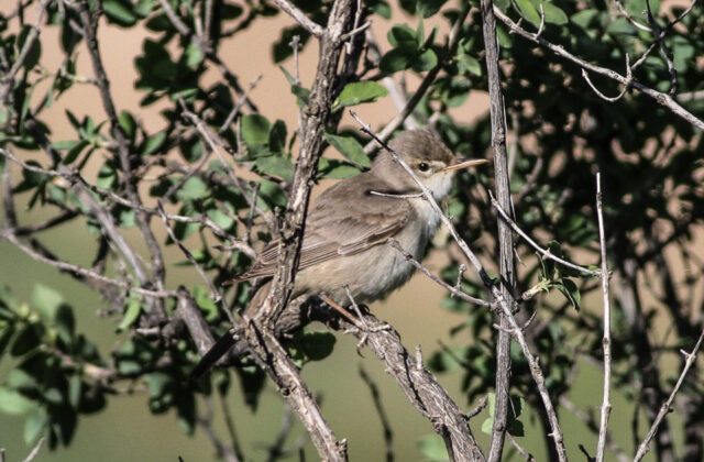 Upcher’s Warbler