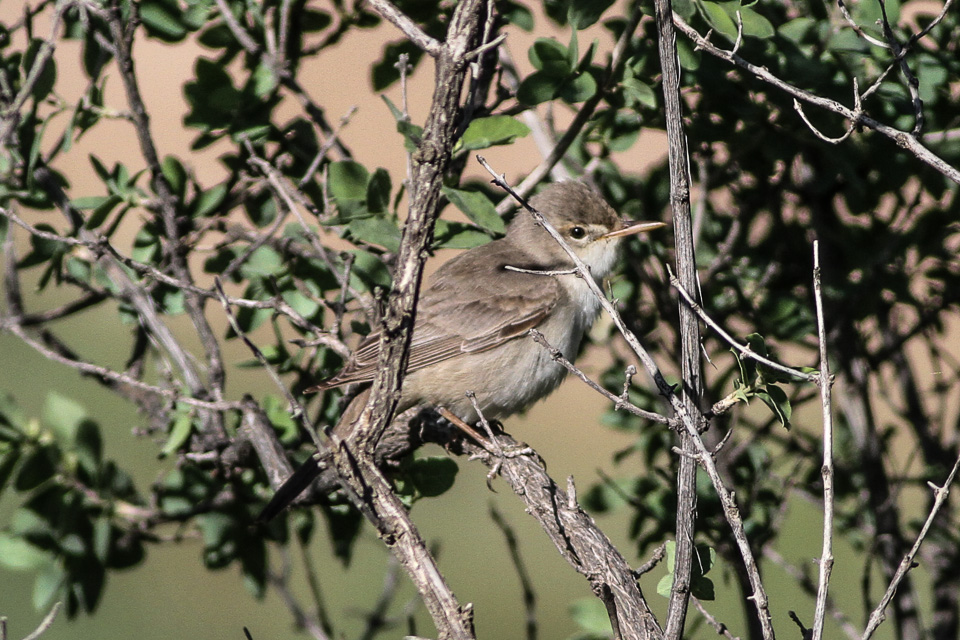 Upcher’s Warbler