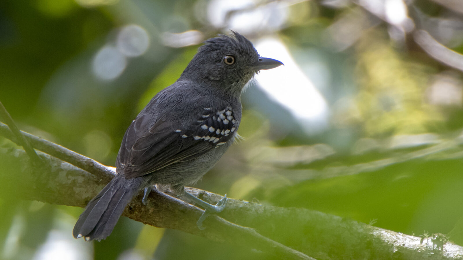 Upland Antshrike