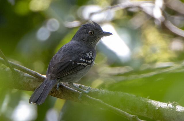 Upland Antshrike