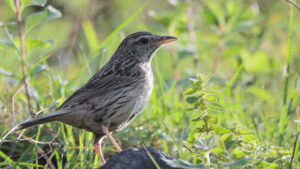 Upland Pipit
