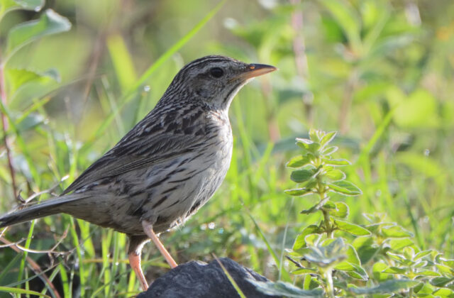 Upland Pipit