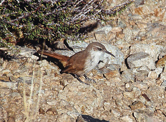 White-throated Earthcreeper